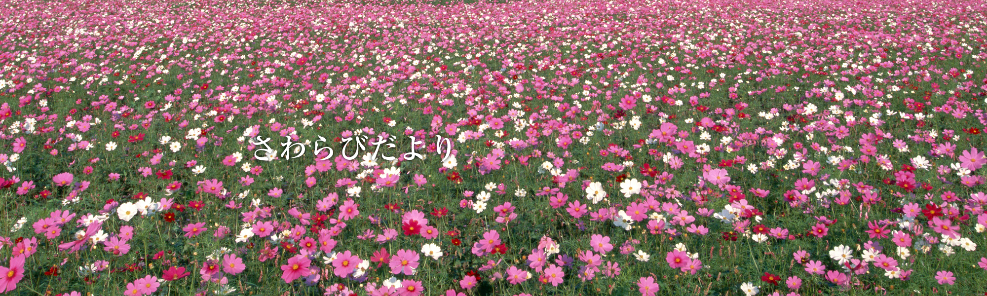 さわらびだより